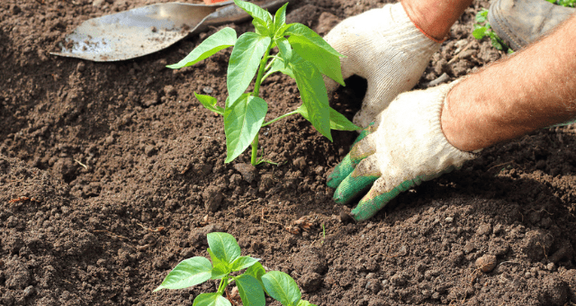 Gloved hands planting a garden.